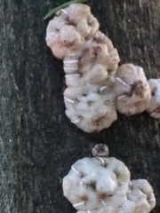 Ceroplastes grandis