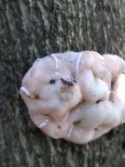 Ceroplastes grandis
