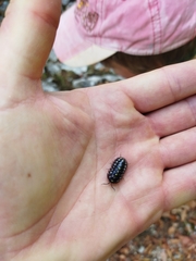 Armadillidium klugii