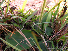 Gerbera piloselloides