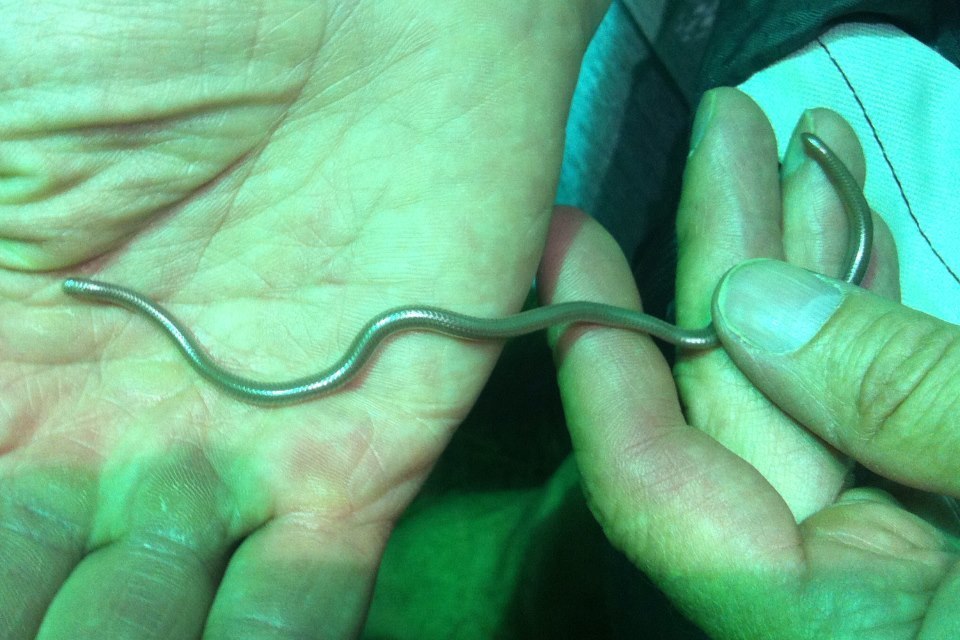 Texas Blind Snake from Palmview South, TX 78572, USA on July 23, 2014 ...