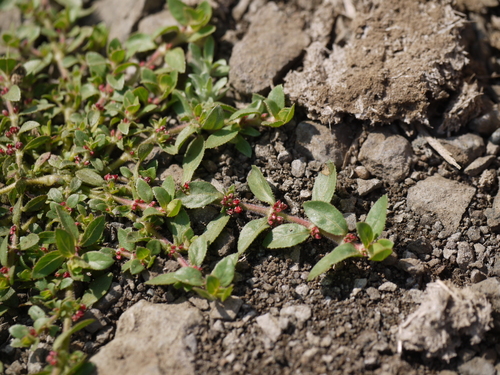 Bergia ammannioides (Bergia ammannioides)