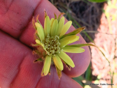 Gerbera piloselloides