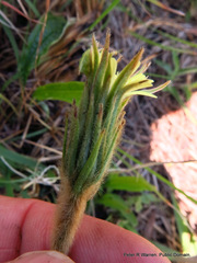Gerbera piloselloides