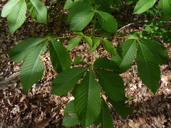 Aesculus sylvatica