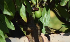 Phylloscopus ibericus