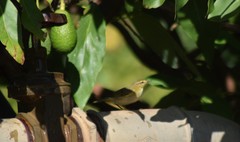 Phylloscopus ibericus