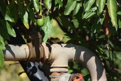 Phylloscopus ibericus