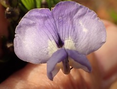 Psoralea arborea