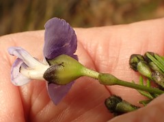 Psoralea arborea