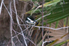 Chloroceryle americana