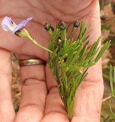 Psoralea arborea
