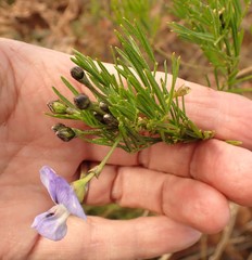 Psoralea arborea