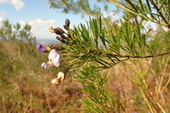 Psoralea arborea