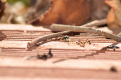 Agenioideus nubecula