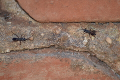 Agenioideus nubecula