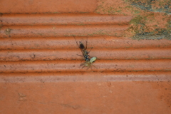 Agenioideus nubecula