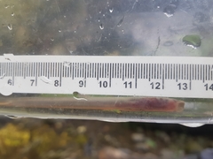 Lampetra richardsoni