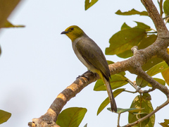 Pycnonotus xantholaemus