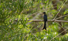 Surniculus dicruroides