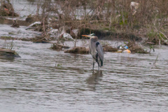 Ardea herodias
