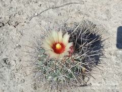 Coryphantha poselgeriana