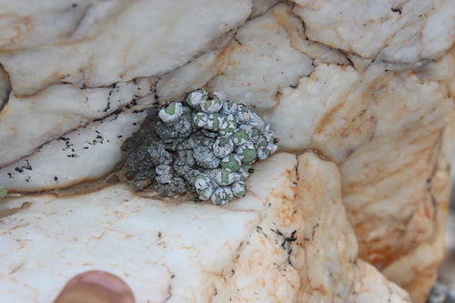 Conophytum stevens-jonesianum
