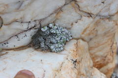 Conophytum stevens-jonesianum