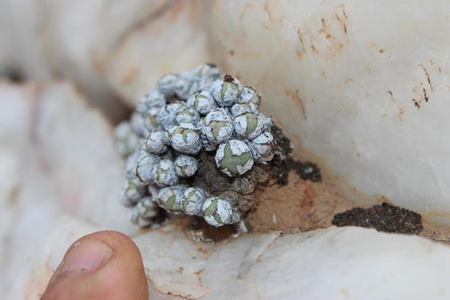 Conophytum stevens-jonesianum