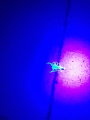 Paravaejovis spinigerus