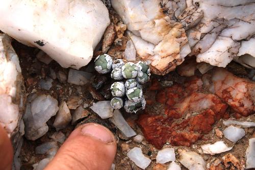 Conophytum stevens-jonesianum