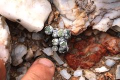 Conophytum stevens-jonesianum