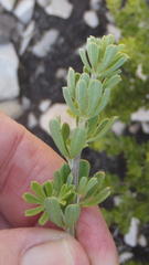 Indigofera flabellata