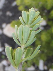 Indigofera flabellata