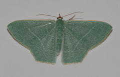 Thalassodes quadraria