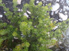 Indigofera flabellata