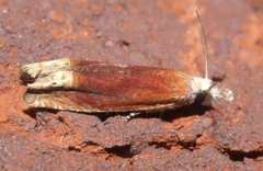Aster and Reddish Eucosma Moths and Allies