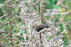 Sporophila nigricollis