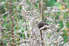 Sporophila nigricollis