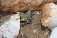 Haworthiopsis tessellata
