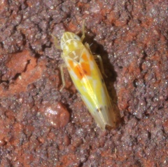 Erythroneura octonotata