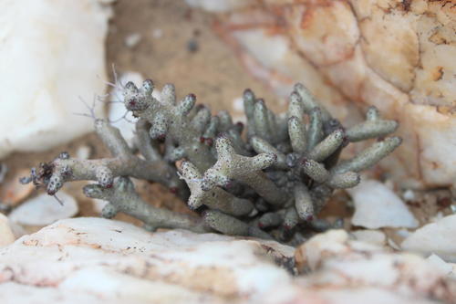 Tylecodon buchholzianus