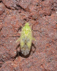 Keltonia tuckeri