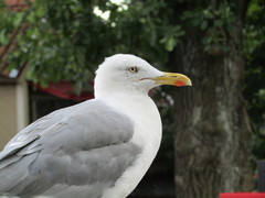 Larus argentatus