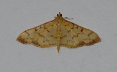 Herpetogramma mutualis