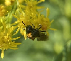 Perdita octomaculata