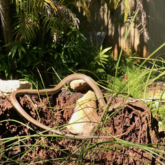 Cubophis vudii