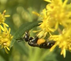 Perdita octomaculata