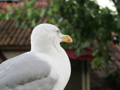 Larus argentatus