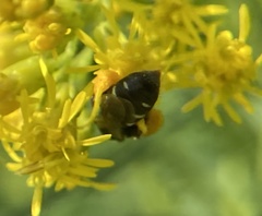 Perdita octomaculata
